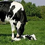 Profile Picture of Andrew fannin (@farmer_lawd) on Instagram