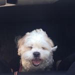 MilkandRicky - Instagram Profile Picture of MilkandRicky (@milkandricky) on Instagram