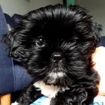 Profile Picture of Chester Roberts the puppy (@chester_roberts_2019) on Instagram