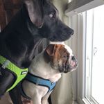 Profile Picture of Robin Barboza (@mingo32273) on Instagram