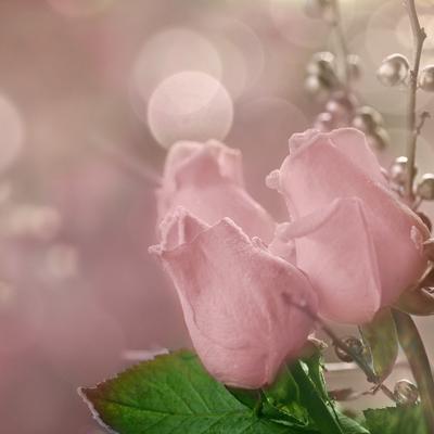 Lisa Monfort - Twitter Profile Picture of Lisa Monfort (@marcelaalpiri) on Twitter