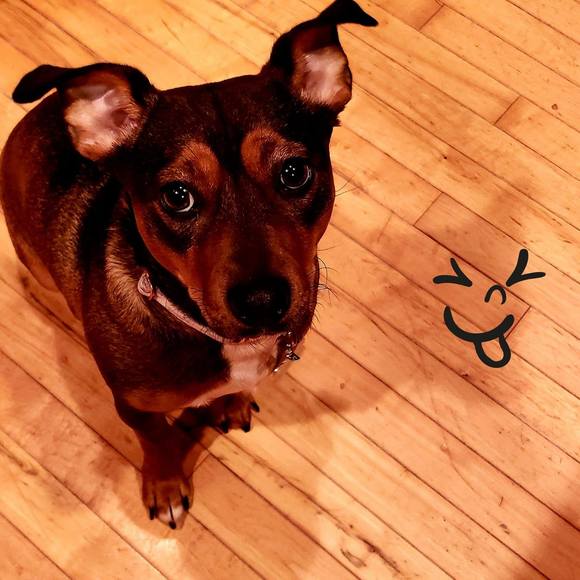 Profile Picture of Trisha Handt (@jack201434) on Poshmark