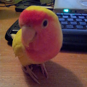 Profile Picture of Tang Poh Sheng (@canadianbull17) on Youtube