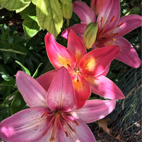 Profile Picture of Genevieve Boudeman (@gboudeman) on Poshmark