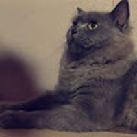 Profile Picture of Ruby Gomes (@ruby-gomes-11) on Quora