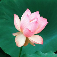 Profile Picture of Xiaohong He (@xiaohong-he-3) on Quora