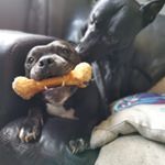 Jack & Joseph - Instagram Profile Picture of Jack & Joseph (@jack_the_staff) on Instagram