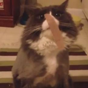 Profile Picture of Tomer Tal (@RandomTwitt504) on Twitter