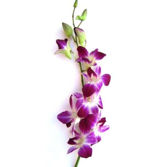 Profile Picture of P Lopez (@stylz999) on Poshmark