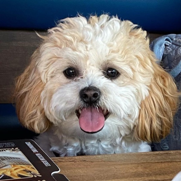 Profile Picture of Pia Buffenbarger (@pmposhmark5) on Poshmark