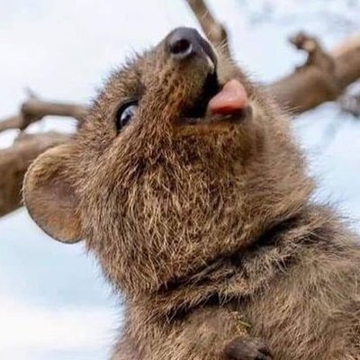 Profile Picture of Kyle Foust (@kyle_foust) on Twitter