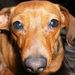 Profile Picture of Tracy Coffin Gilliam (@gingers47) on Pinterest