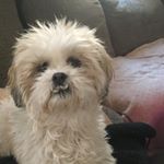 Profile Picture of Piper Jovanovich (@peterpiper130) on Instagram