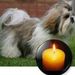 Profile Picture of Joanne Watson (@joannewatson71) on Pinterest