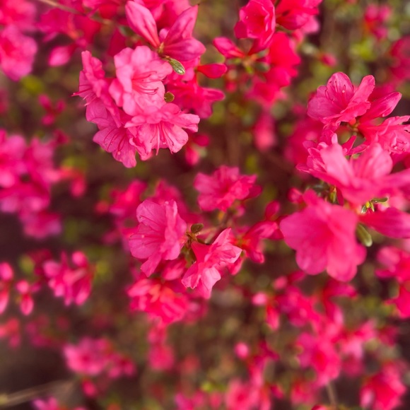 Profile Picture of Jessica Pelella (@jessicapelella) on Poshmark