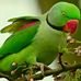Profile Picture of Chilukuri Uma (@chilukuri.uma.5) on Facebook