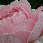 Profile Picture of Edgeworth Lley-Heirloom Roses (@lillianheirloomroses) on Instagram