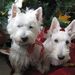 Profile Picture of Tammy Jo VanEngen (@tammyjobeads) on Pinterest