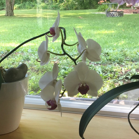 Profile Picture of Kim Lundeen (@orchid614) on Poshmark