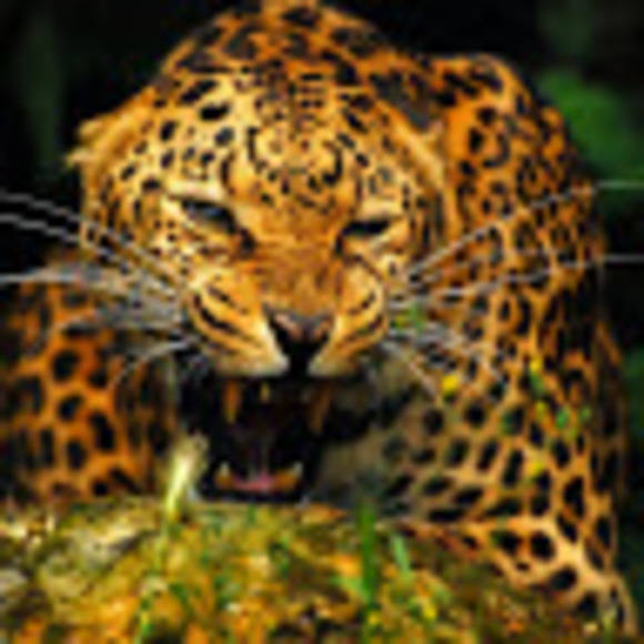 Profile Picture of Irina Avramenko (@irina_avramenko) on Poshmark