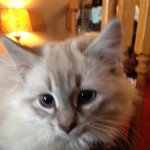 Profile Picture of blake.angus (@blake.angus) on Instagram