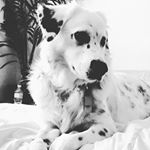 Profile Picture of Lily Kramer (@lilygoldencollie) on Instagram