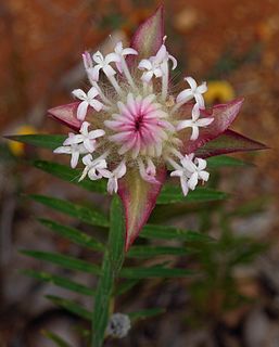 Profile Picture of Pimelea spectabilison Wikipedia