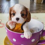 Profile Picture of Ivy | Cavalier King Charles 🐶 (@storieswithivy) on Instagram