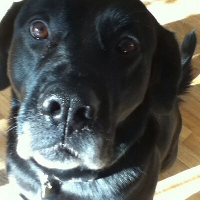 Profile Picture of Julia Cheung (@bunbubble) on Twitter
