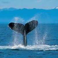 Profile Picture of Jame Lion (@jame-lion) on Quora