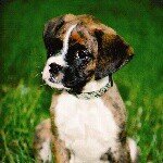 Profile Picture of Scott Aucoin (@scanauc) on Instagram