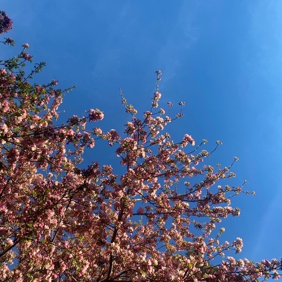 Profile Picture of Rose Chevere (@rose_chevere) on Poshmark