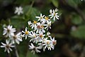Profile Picture of Eurybia divaricataon Wikipedia