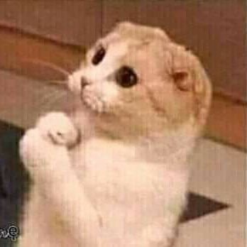 Profile Picture of Randa Ashour (@RandaAshour9) on Twitter