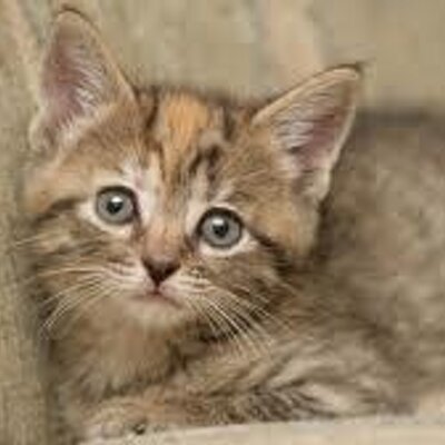 Profile Picture of JohnAdamson (@JohnAdamson9) on Twitter