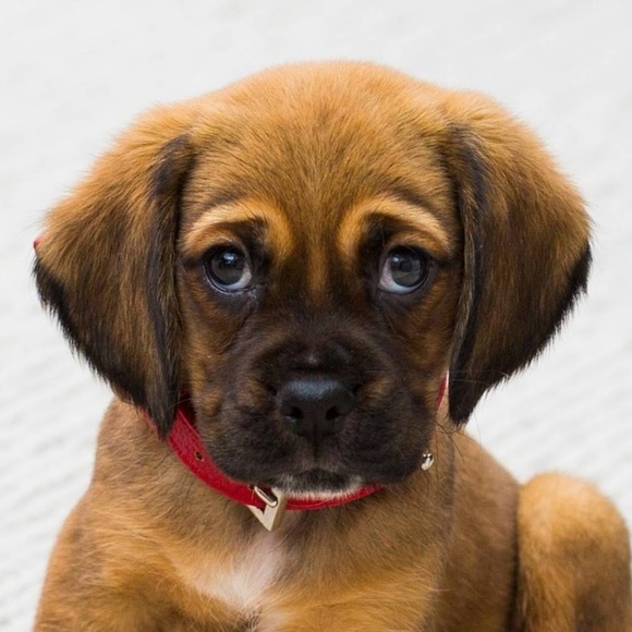 Profile Picture of Boss Boss (@barbaranordland) on Poshmark