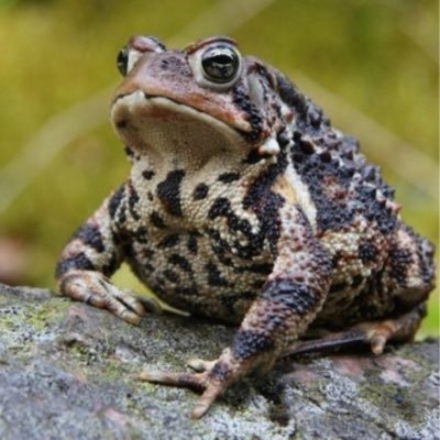 Profile Picture of Darius Wong (@dariuswongster) on Twitter