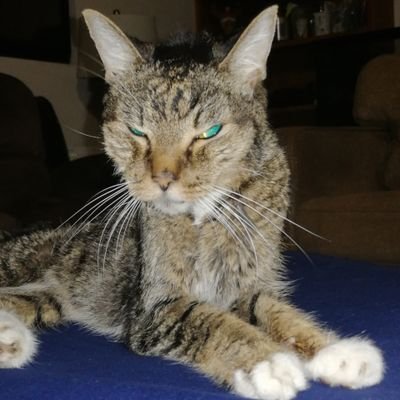 Profile Picture of Steve Bieniek (@bieniek_steve) on Twitter