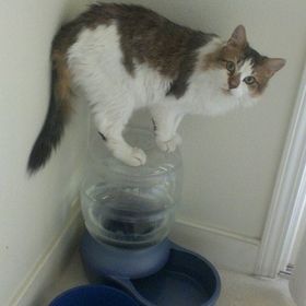 Christina Lynn - Pinterest Profile Picture of Christina Lynn (@friske02) on Pinterest