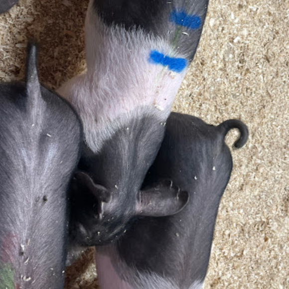 Profile Picture of Hannah Sellards (@hannahsellards) on Poshmark