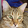 Profile Picture of Rabbss (@Rabbss) on Flickr