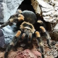 Profile Picture of eugenfriese (@eugenfriese) on Tiktok