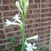 Profile Picture of Jayasri DasGupta (@jayasridg) on Pinterest