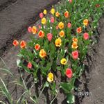 Profile Picture of Mary Williams (@mineevatyger) on Instagram