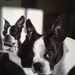 Profile Picture of Julie Carlton (@oliverrosie) on Pinterest