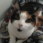 Profile Picture of AmyWexo (@amywexo) on Instagram