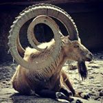 Profile Picture of Sean Rammage (@voodoo.child_5) on Instagram