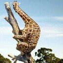 Profile Picture of Mel Chapman (@mchapmaningle) on Instagram