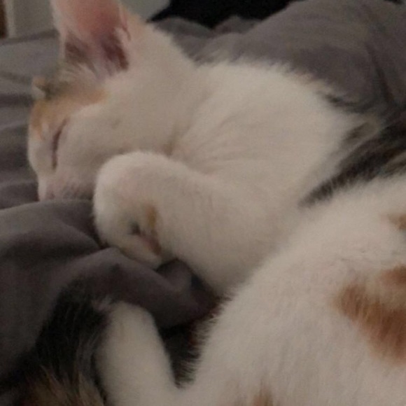 Profile Picture of Catalina Dandarov (@cdandarov) on Poshmark