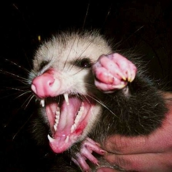 Profile Picture of Tim Kallgren (@possumwarrior) on Poshmark